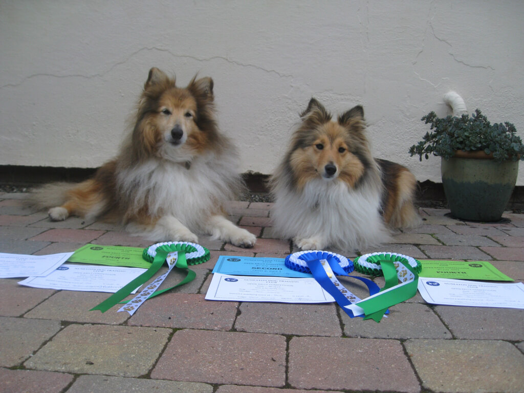 The Shetland Sheepdogs Kete and Abby lying outside on a patio behind certificates and rosettes for one 2nd place and two 4th places