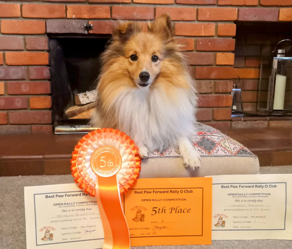 Nettle the Shetland Sheepdog lying on a cushion in front of a fireplace behind a 5th place rosette and Rally certificates