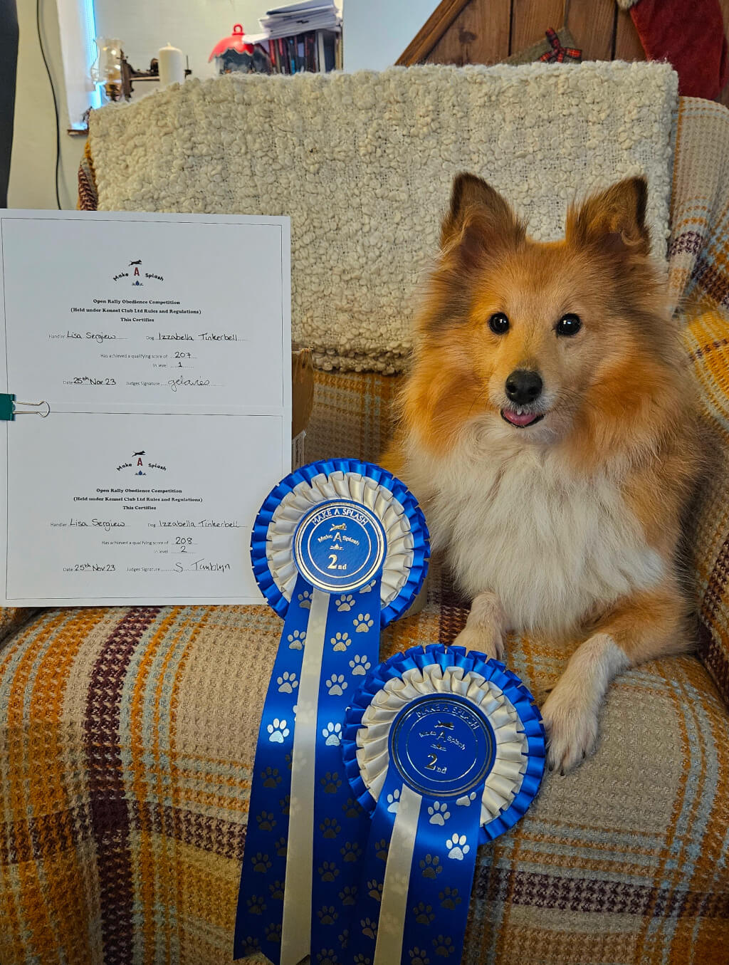 Saffron the Shetland Sheepdog lying on an armchair next to her certificates and two 2nd place rosettes