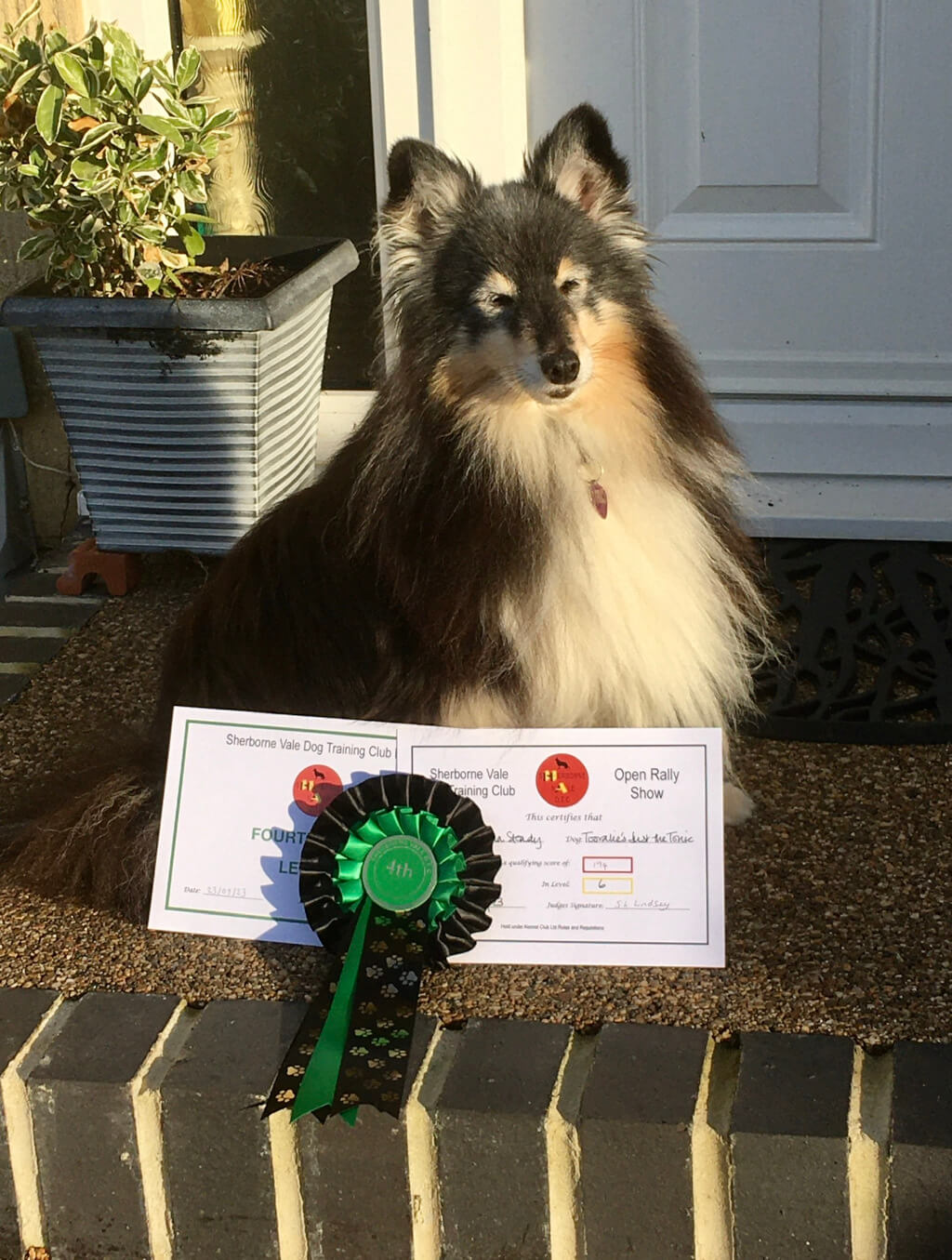 Toes the Shetland Sheepdog sits on a doorstep behind a 4th place rosette and Level 6 certificates from the Sherborne Vale DTC Open Rally Show