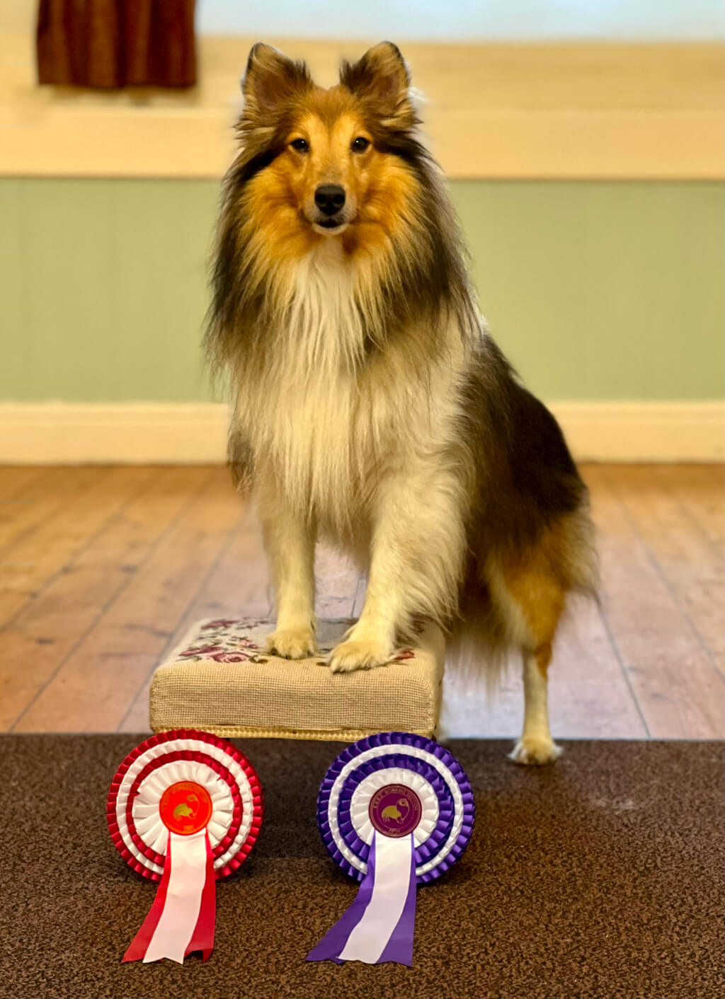 The Shetland Sheepdog Zorro standing with his front paws on a stool behind two rosettes